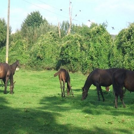 Cloncarlin House Bed and Breakfast Monasterevin Exteriör bild