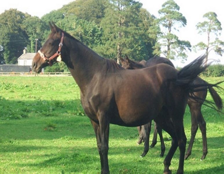 Cloncarlin House Bed and Breakfast Monasterevin Exteriör bild