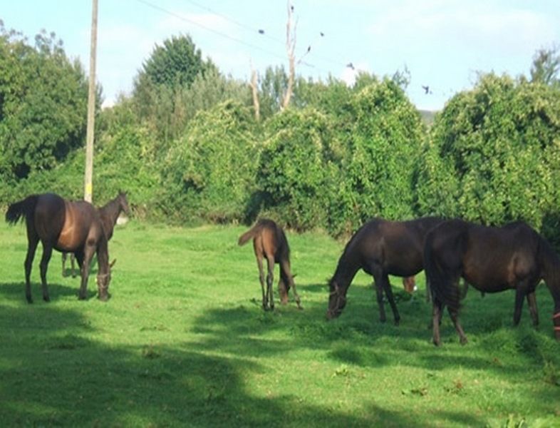 Cloncarlin House Bed and Breakfast Monasterevin Exteriör bild